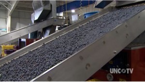 image blueberry production line Carter Farms, Inc. Video frame courtesy UNC-TV