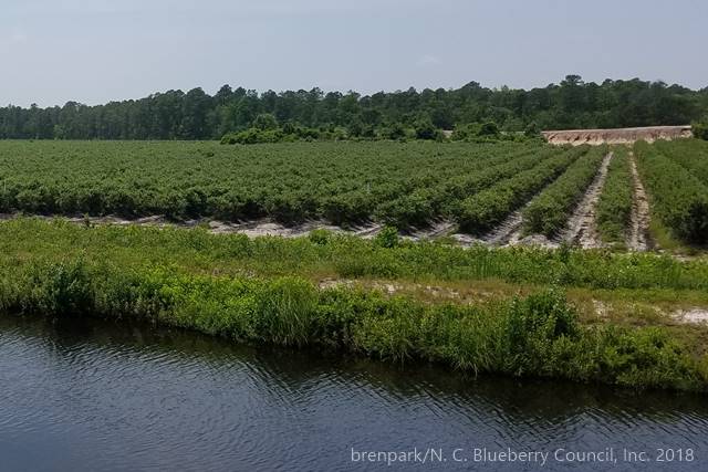 Around a North Carolina blueberry farm